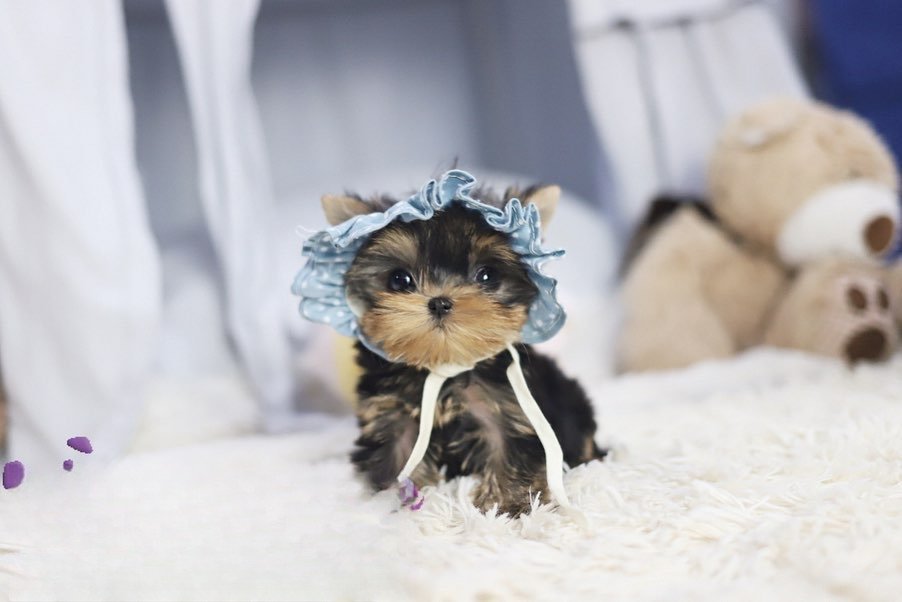 Yorkie For Adoption » Premium Teacup Puppies