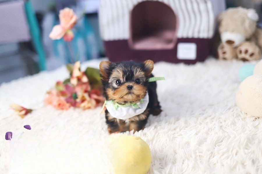 Yorkie Puppies For $500 » Premium Teacup Puppies