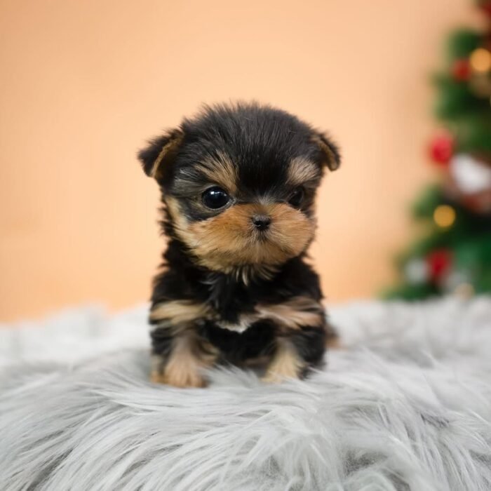 Tea Cups Yorkies For Sale » Premium Teacup Puppies