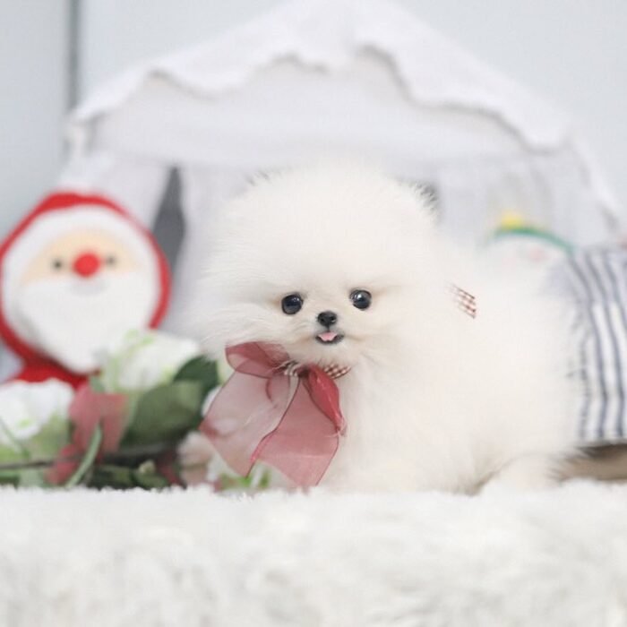 Teacup Pomeranian Dogs For Sale