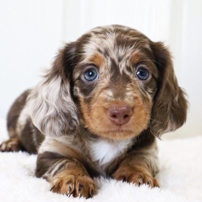 Long Haired Dachshund Puppies Layla Teacup Dachshund Puppies