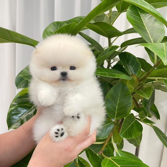 White Pomeranian For Sale