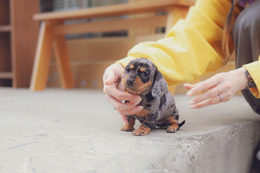 Dachshund puppies Colorado