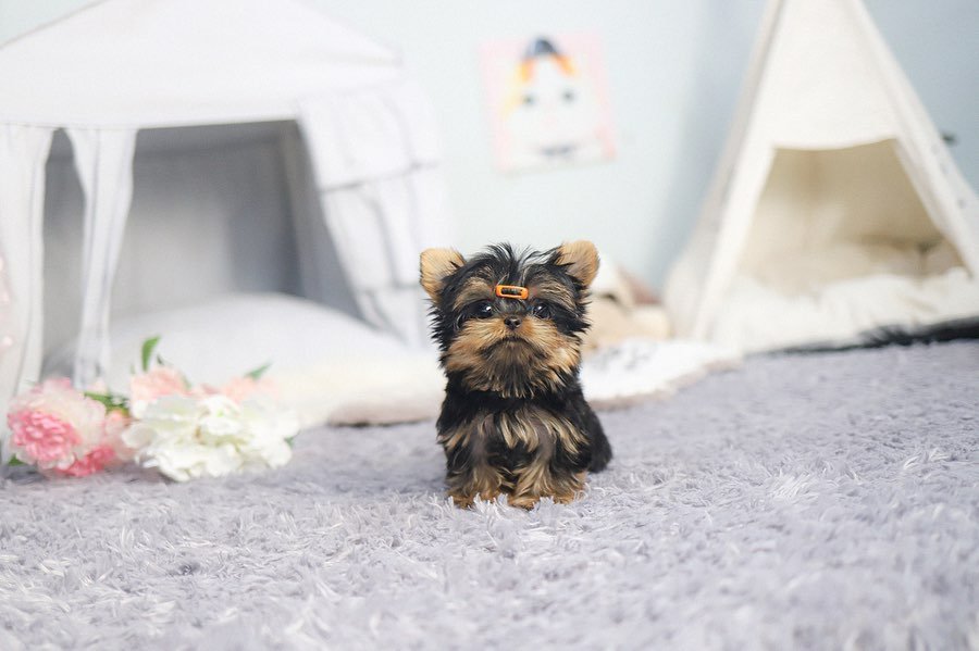 Mini Yorkie For Sale » Premium Teacup Puppies