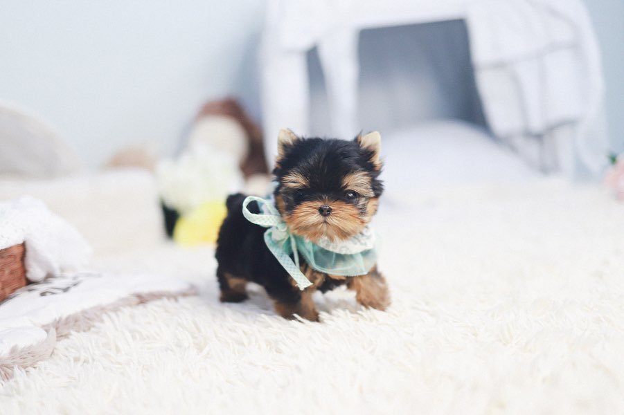 Miniature Teacup Yorkie For Sale » Premium Teacup Puppies