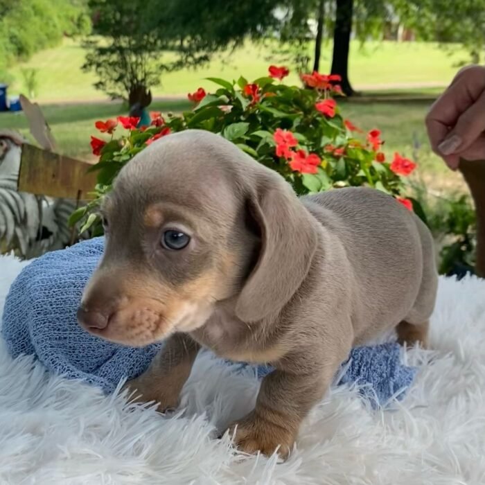 Wire Haired Dachshund Puppies For Sale