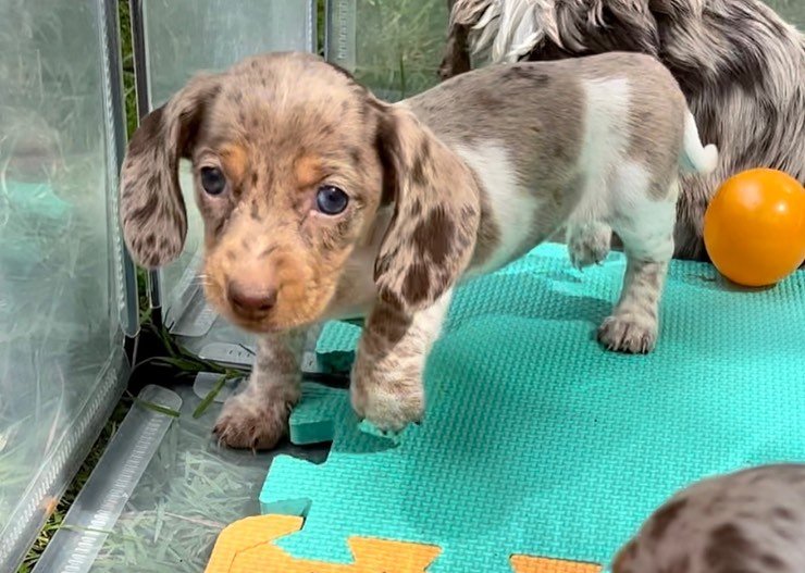 Long Haired Dachshund For Sale