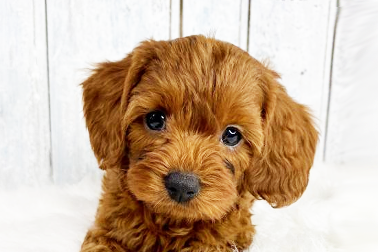 Cavapoo