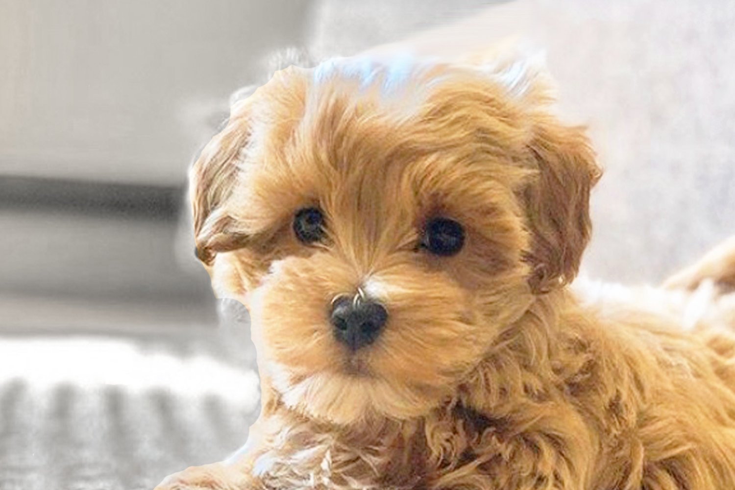 Maltipoo