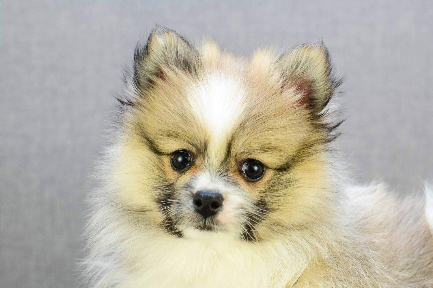 Pomeranian