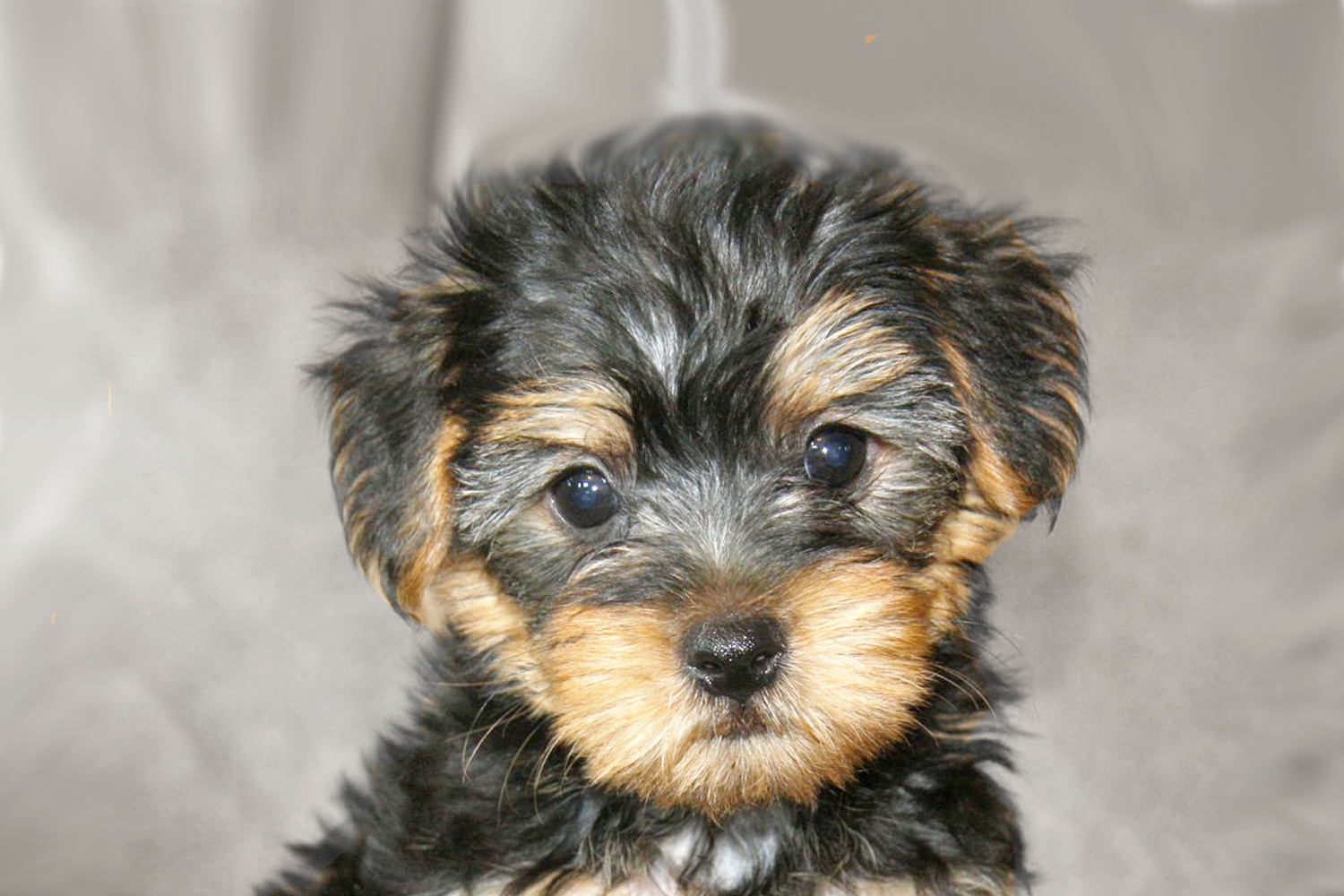 Yorkie Poo