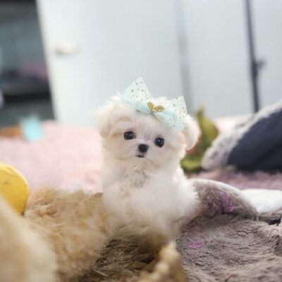 Maltese Puppies for Sale Near Me – Premium Teacup Puppies