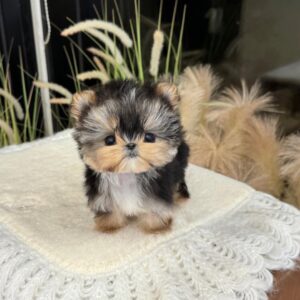 Affordable Morkie Puppies for Sale Under $500