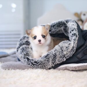 Pembroke Welsh Corgi Puppies for Sale in Texas