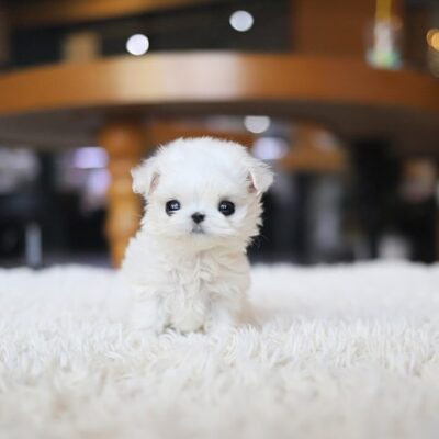 Maltese Puppies for Sale in Michigan – Premium Teacup Puppies