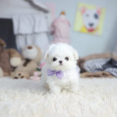 Maltese Puppies for Sale in Ohio | Premium Teacup Puppies
