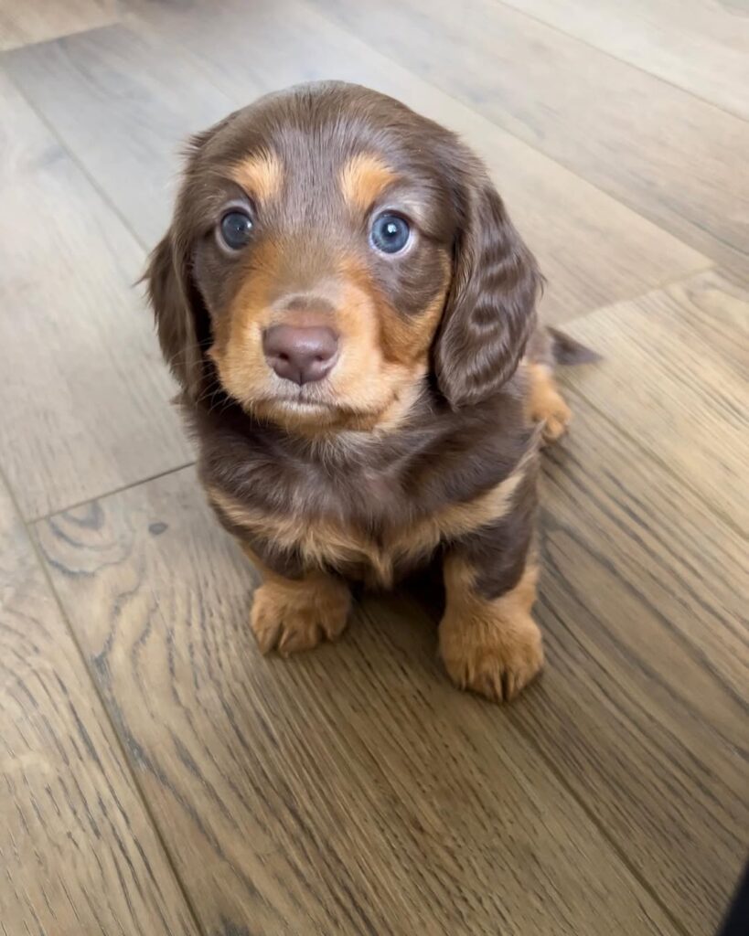 teacup-dachshund-puppies-for-sale-premium-teacup-puppies