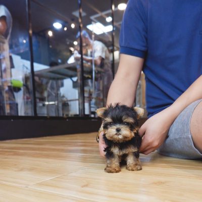Yorkie Puppies for $500 | Premium Teacup Puppies