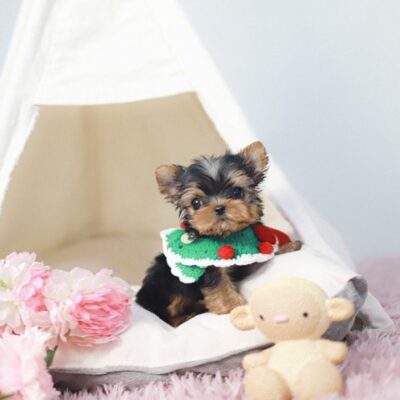 Yorkie Puppies for Sale in Ohio | Premium Teacup Puppies