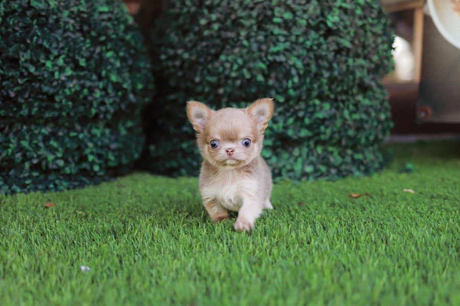 Hairless Chihuahua for Sale - Premium Teacup Puppies