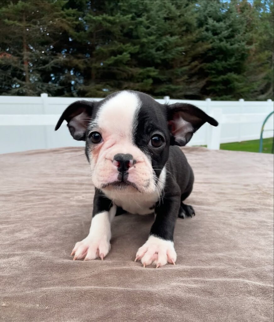 boston-terrier-puppies-for-sale-under-500-near-me