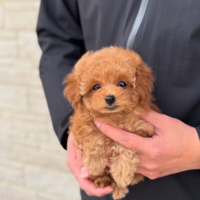 Adoptable Toy Poodles for Sale | Healthy, Happy Puppies | Premium Teacup Puppies