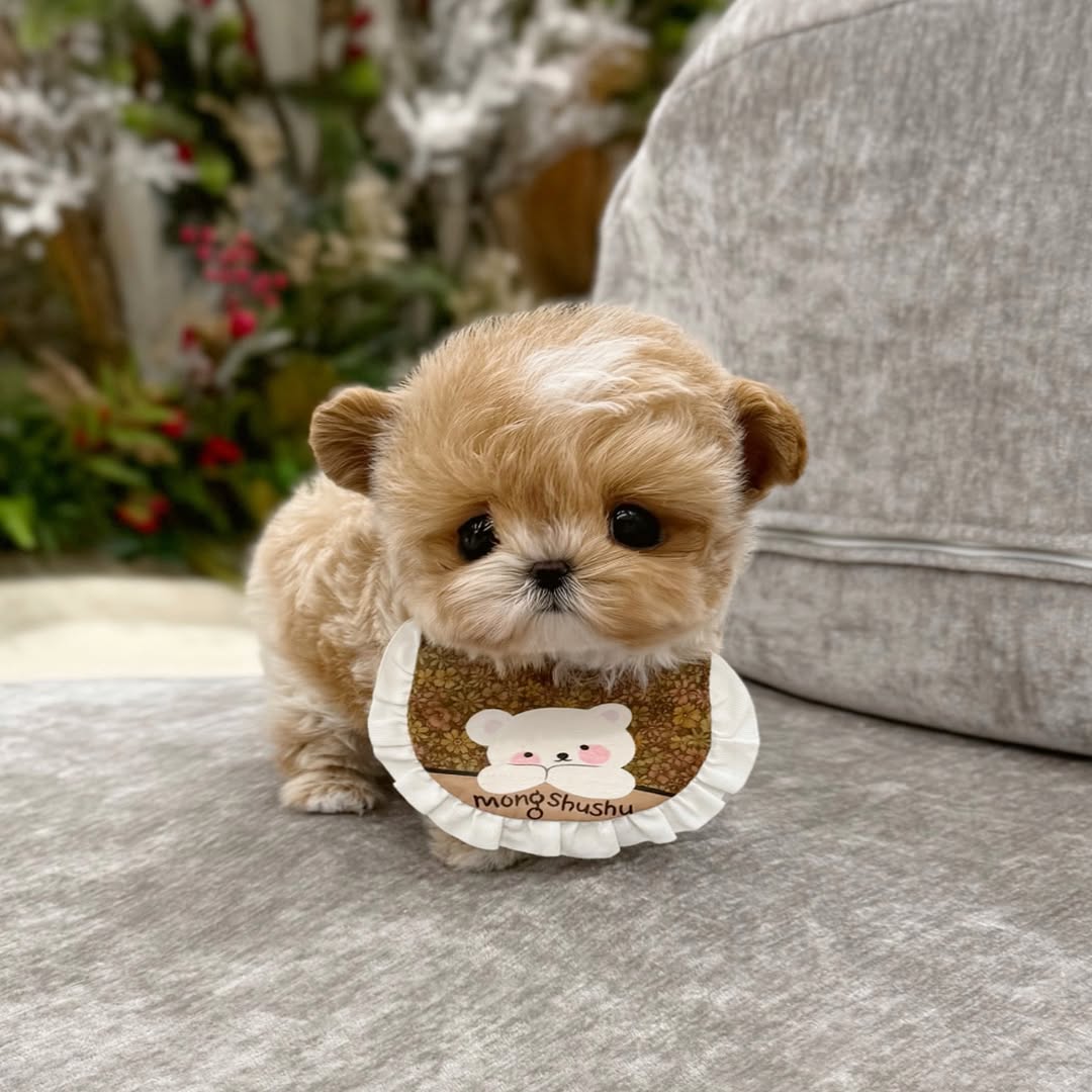 Designer Maltipoo Puppies For Sale - Premium Teacup Puppies