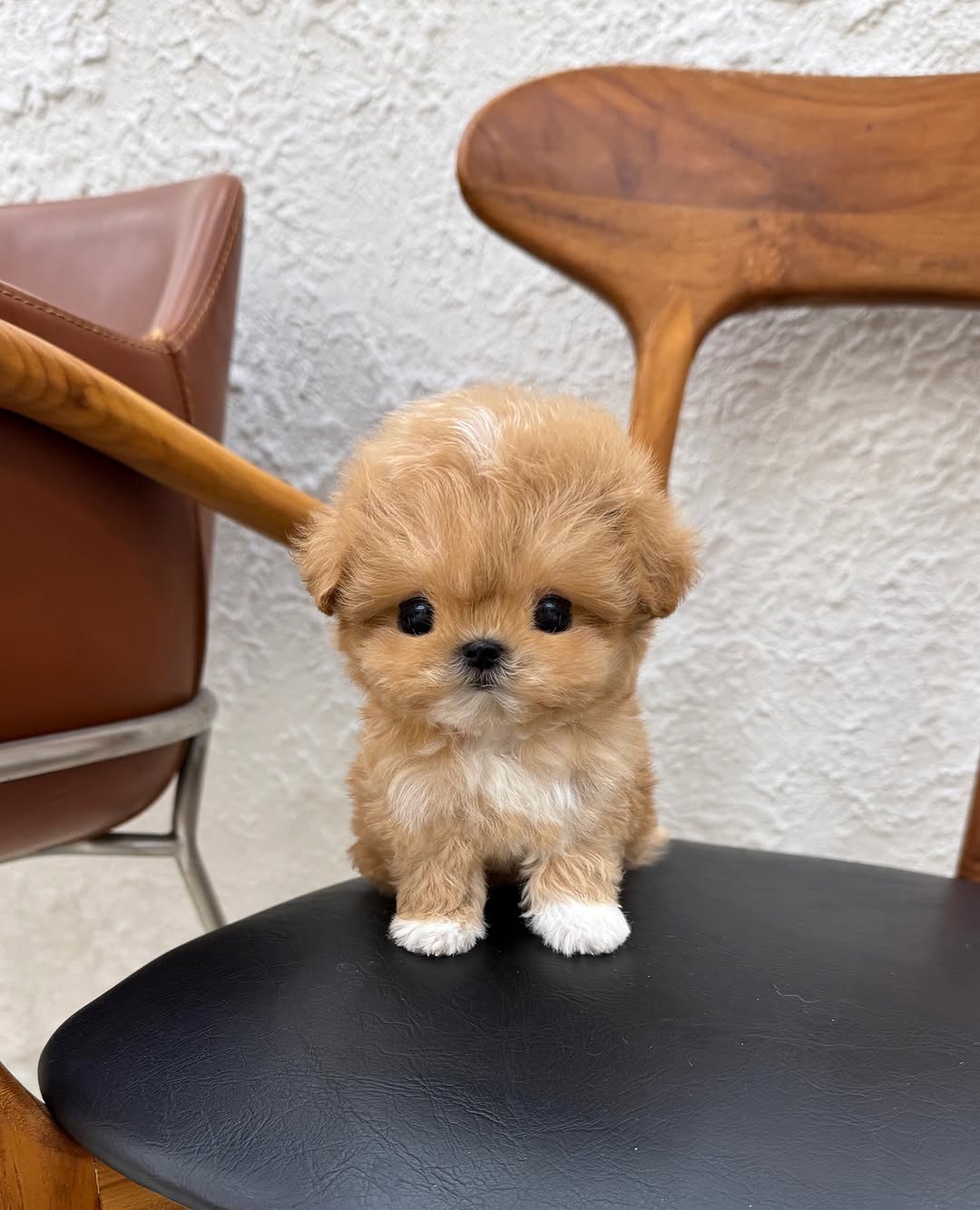 Maltipoo puppies for sale near me