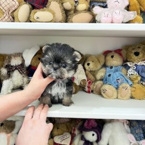 Toy Morkie Puppies for Sale | Premium Teacup Puppies