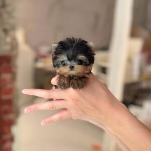 Adorable Yorkie Poo Dogs for Sale - Premium Teacup Puppies