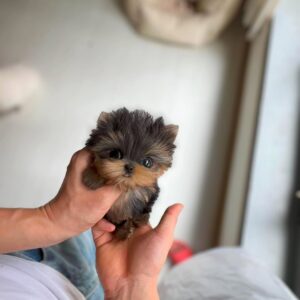 Teacup Yorkie Poo puppies for sale - Premium Teacup Puppies