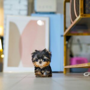 Teacup Yorkie Poo Puppies for Sale – Premium Teacup Puppies