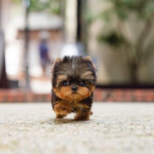 Tiny, Cute YorkiePoo for sale | Premium Teacup Puppies