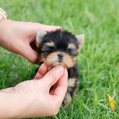 Adopt a Yorkie Poo - Premium Teacup Puppies