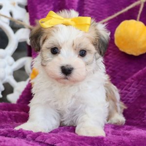 Havanese Puppies Near Me | Premium Teacup Puppies