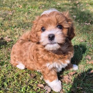 Havanese Dogs Near Me | Premium Teacup Puppies