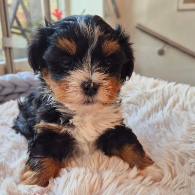 Reputable Havanese Breeders | Premium Teacup Puppies