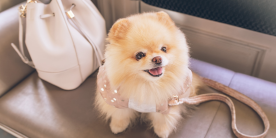 7 best apartment dog breeds 637638344656009893