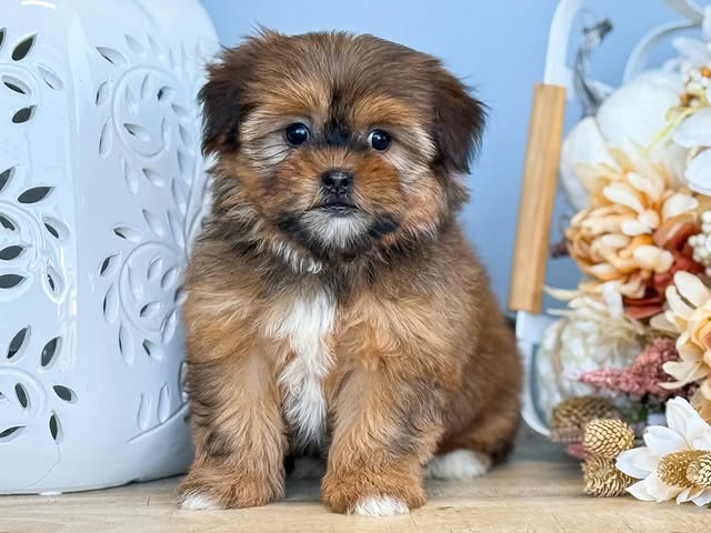 Shorkie Dog Breed Info