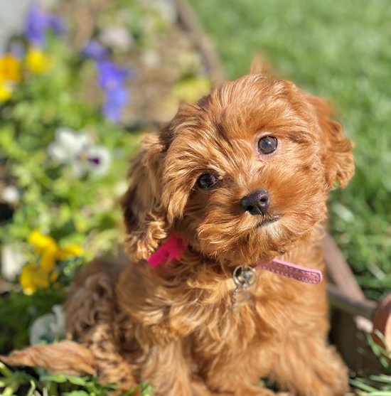 cavapoo pictures full description premier pups 637927914948815187