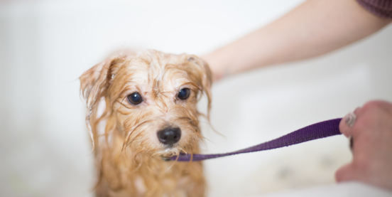 grooming your dog at home guide premier pups 637807787594148049