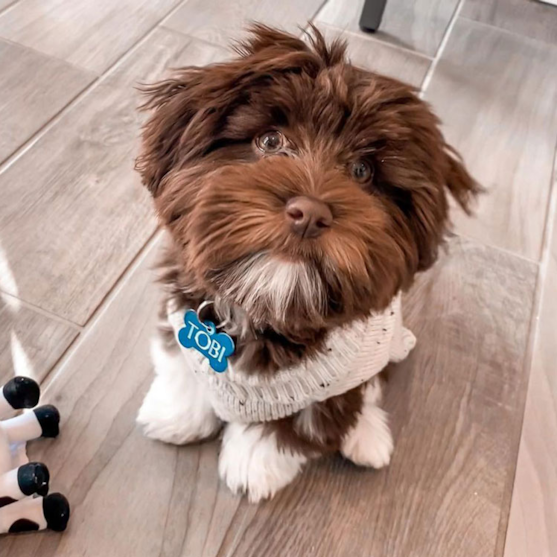 havanese information facts and pictures premier pups 637723223079258144