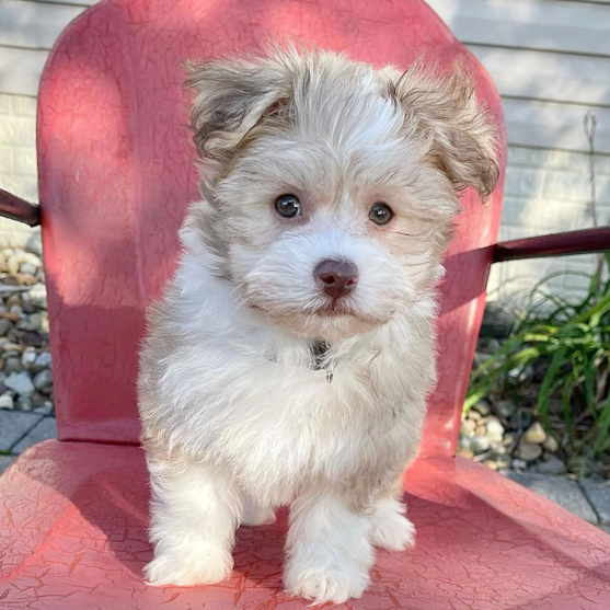 havanese information facts and pictures premier pups 637723223080440984