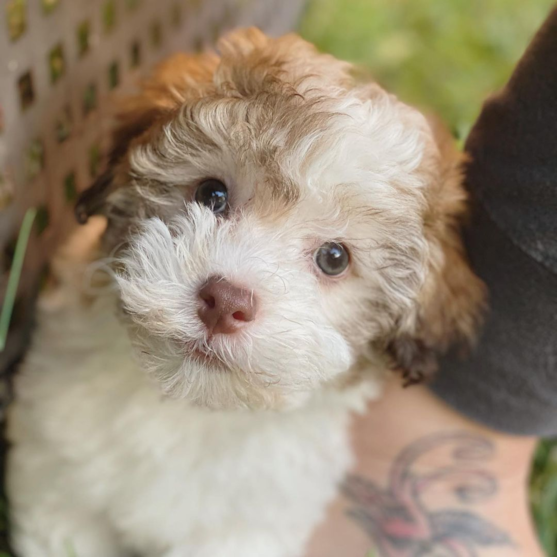 havapoo the dog that loves to love premier pups 637723207954941608