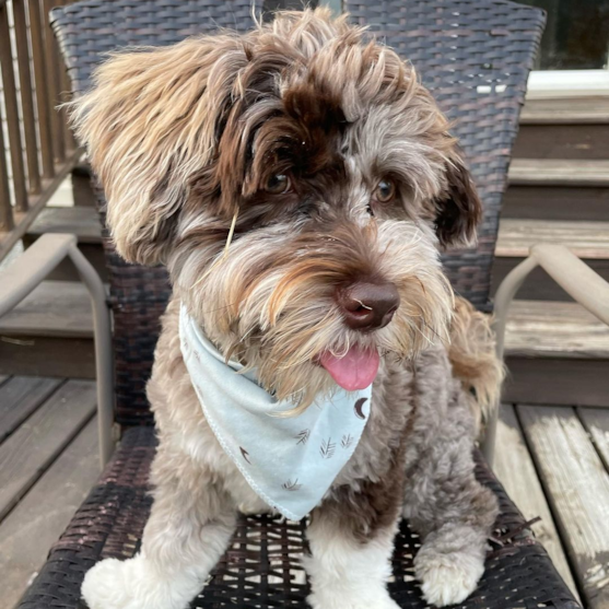 havapoo the dog that loves to love premier pups 637723208100702021