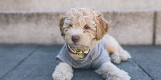 hypoallergenic puppies sneeze less cuddle more premier pups 638338252055123181