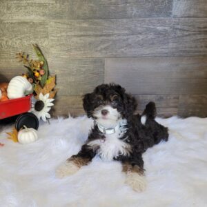 Mini Bernedoodle For Sale | Mini Bernedoodles For Sale
