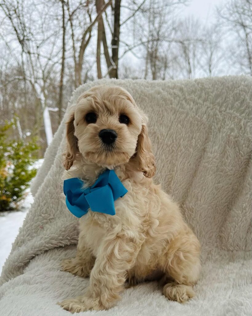 Mini Cockapoo puppies for sale - Premium Teacup Puppies