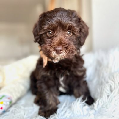 Havapoo puppies for sale near me​ - Premium Teacup Puppies