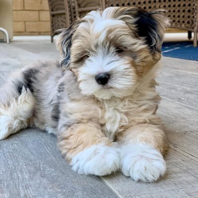 Havapoo puppies for sale in Ohio​ - Premium Teacup Puppies